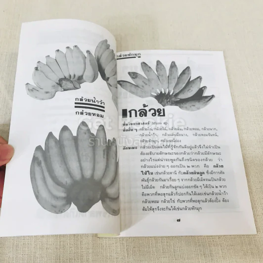 กล้วย ผลไม้ไทยๆสมุนไพรสารพัดประโยชน์ รูปที่ 7