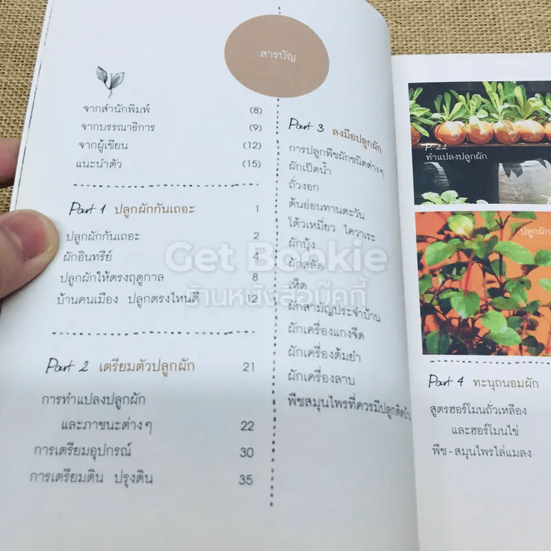 ปลูกผักกันเถอะ รูปที่ 6