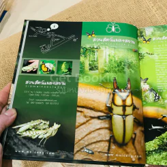การเลี้ยงด้วง รูปที่ 8