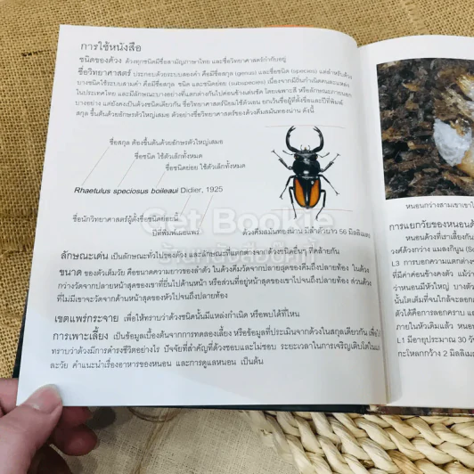 การเลี้ยงด้วง รูปที่ 20