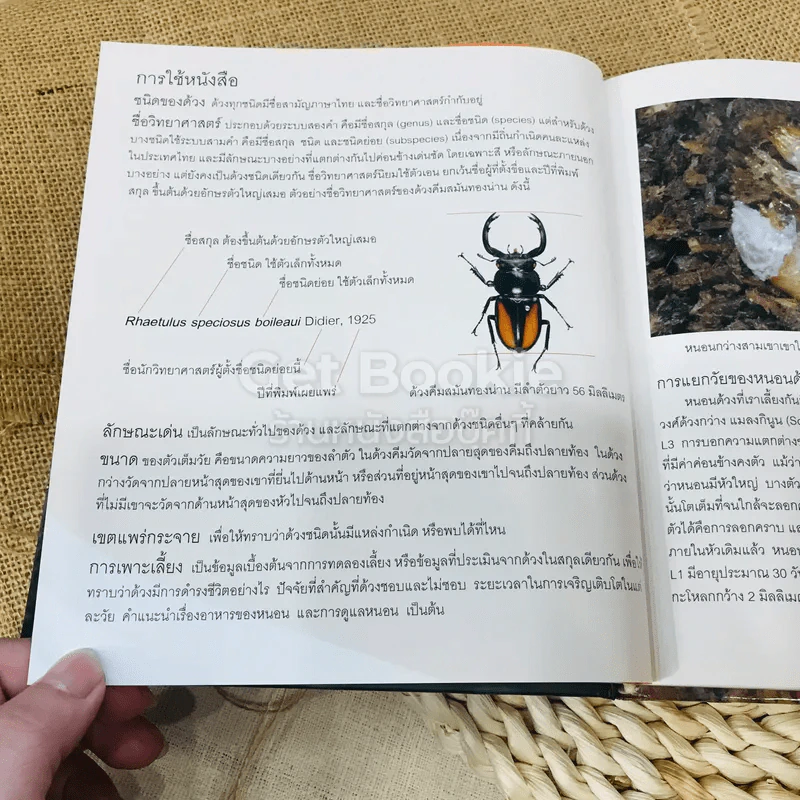 การเลี้ยงด้วง รูปที่ 20