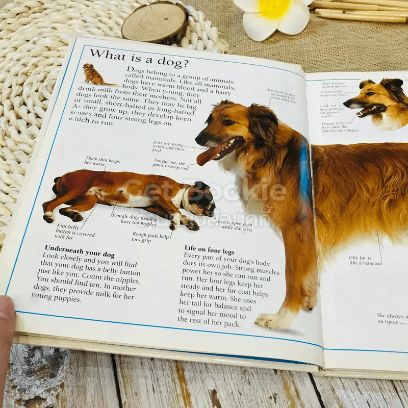 Pet Care Guides For Kids PUPPY รูปที่ 11