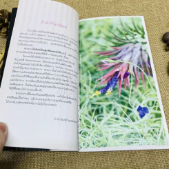 Easy Tillandsia มือใหม่หัดปลูกทิลแอนด์เซีย รูปที่ 6