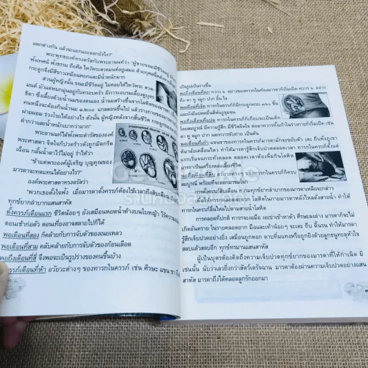 ฒ เล่ม 1 รูปที่ 7