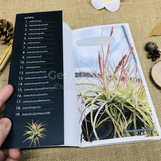 Easy Tillandsia มือใหม่หัดปลูกทิลแอนด์เซีย รูปที่ 4