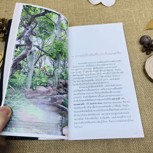 Easy Tillandsia มือใหม่หัดปลูกทิลแอนด์เซีย รูปที่ 9