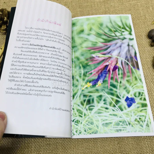 Easy Tillandsia มือใหม่หัดปลูกทิลแอนด์เซีย รูปที่ 6