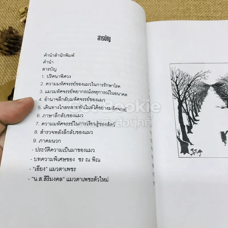 สารคดีชุดโลกเร้นลับ โลกเร้นลับของแมวมหัศจรรย์ รูปที่ 6