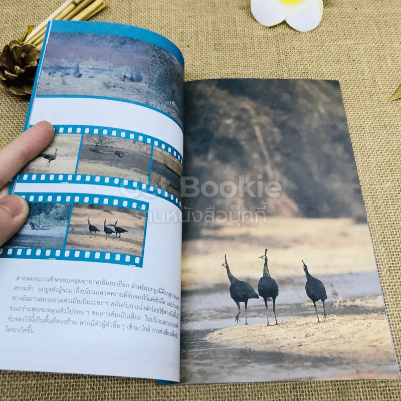 ชีวิตไพรห้วยขาแข้ง - ม.ล.ปริญญากร วรวรรณ รูปที่ 6