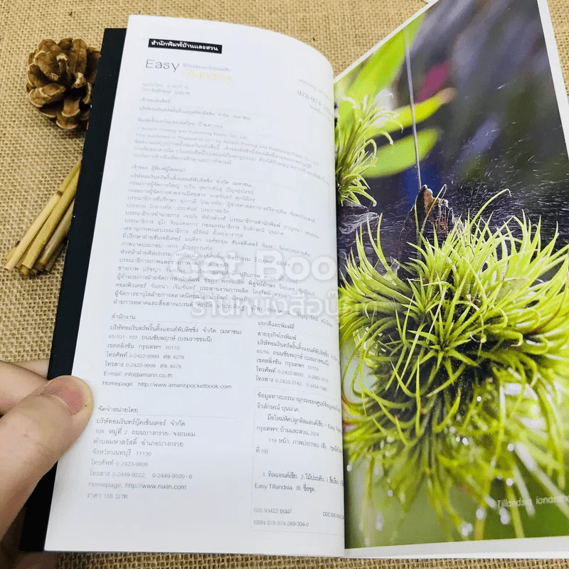 Easy Tillandsia มือใหม่หัดปลูกทิลแอนด์เซีย รูปที่ 5