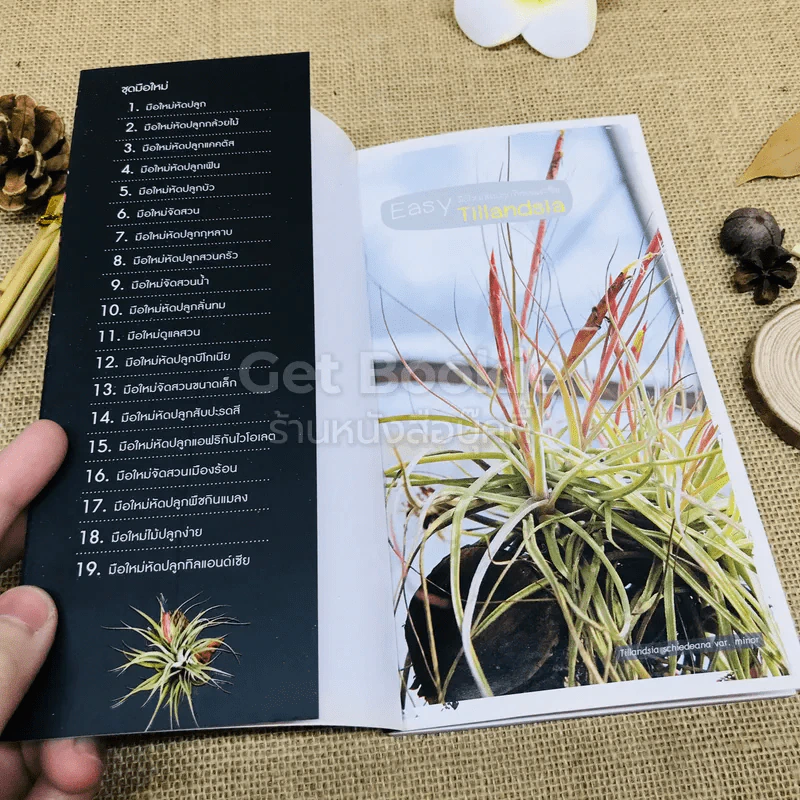 Easy Tillandsia มือใหม่หัดปลูกทิลแอนด์เซีย รูปที่ 4