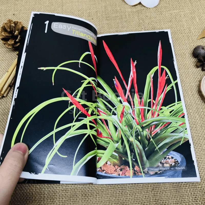 Easy Tillandsia มือใหม่หัดปลูกทิลแอนด์เซีย รูปที่ 8