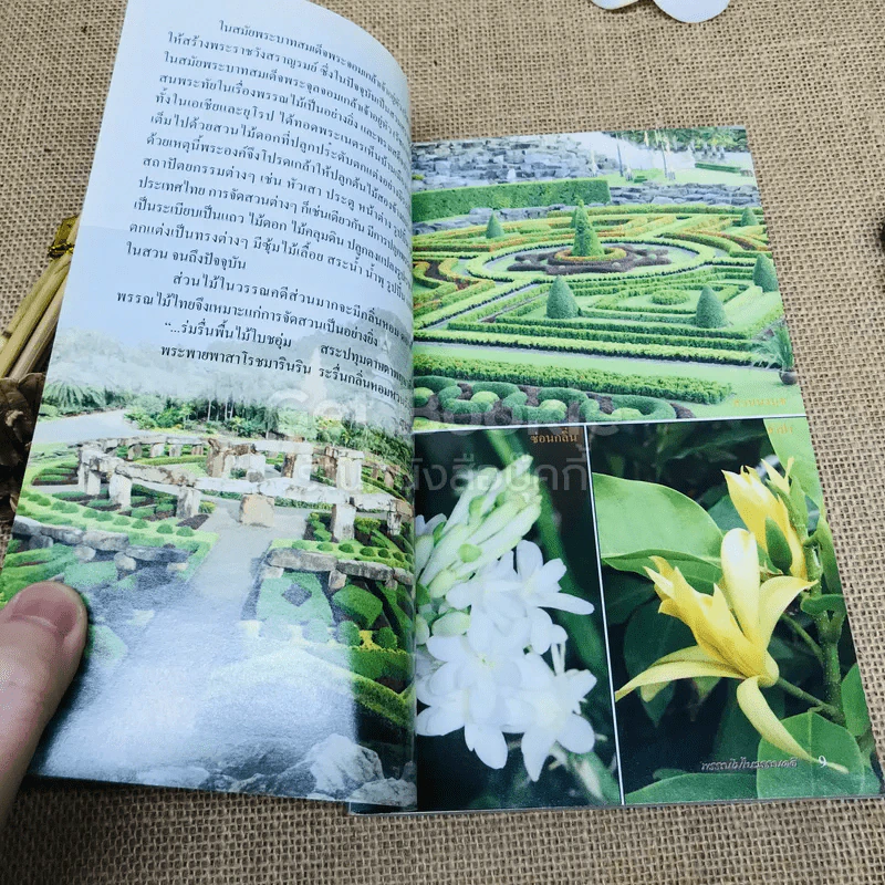 ร้อยพรรณพฤกษา พรรณไม้ในวรรณคดี 1 รูปที่ 7