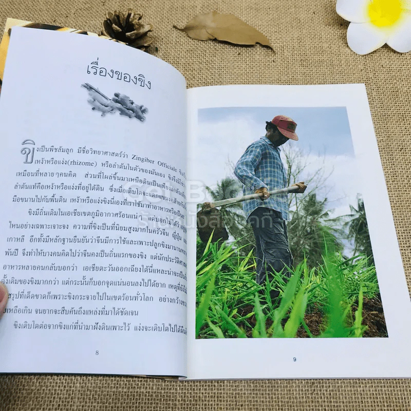 ขิง-ข่า ตำรับอาหารเพื่อสุขภาพ รูปที่ 6