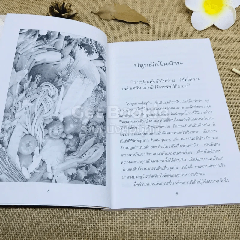 ปลูกผักกินเอง ปลอดภัยไร้สารพิษ รูปที่ 7