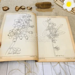 ฟ้าเมืองทอง ฉบับที่ 75 มิ.ย.2525 รูปที่ 8