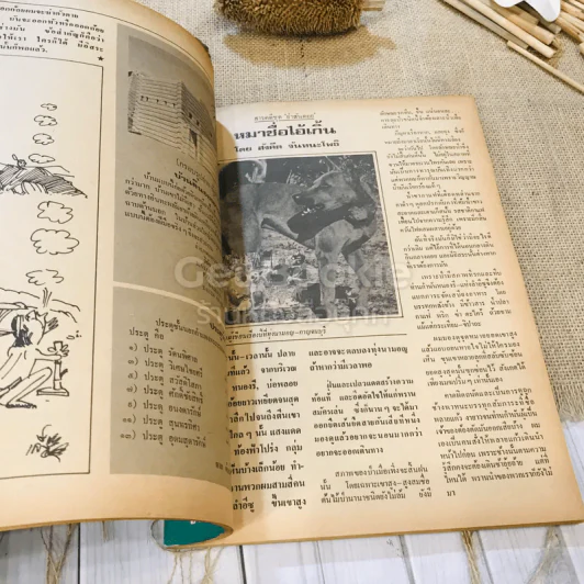 ฟ้าเมืองทอง ฉบับที่ 73 เม.ย.2525 รูปที่ 18