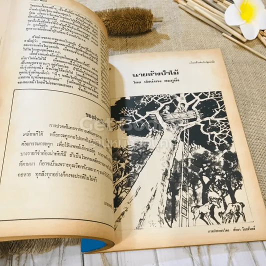 ฟ้าเมืองทอง ฉบับที่ 13 เม.ย.2520 รูปที่ 21