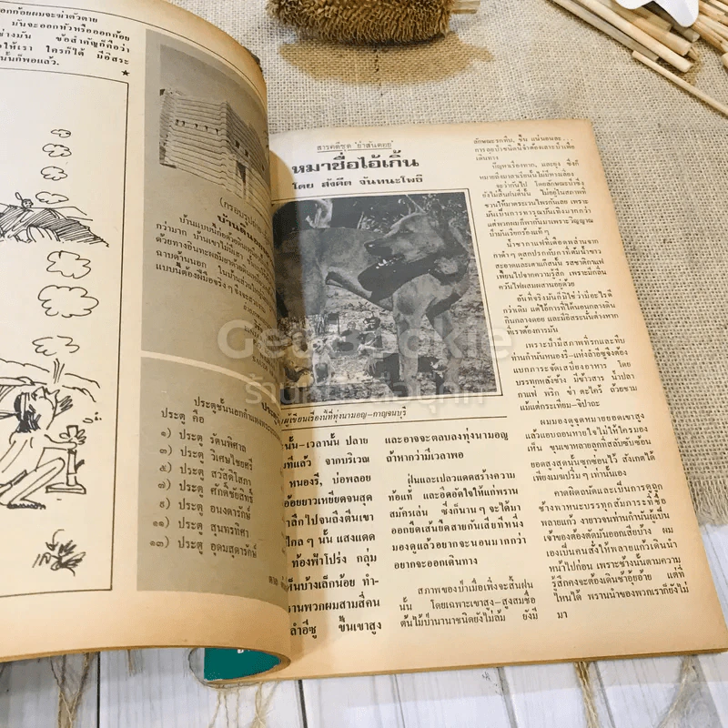 ฟ้าเมืองทอง ฉบับที่ 73 เม.ย.2525 รูปที่ 18