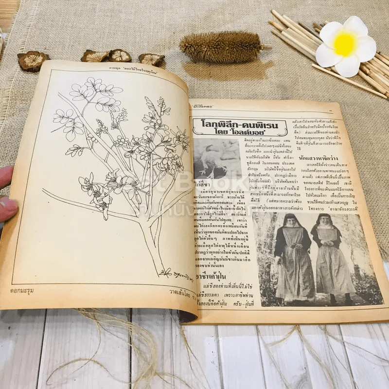 ฟ้าเมืองทอง ฉบับที่ 75 มิ.ย.2525 รูปที่ 9