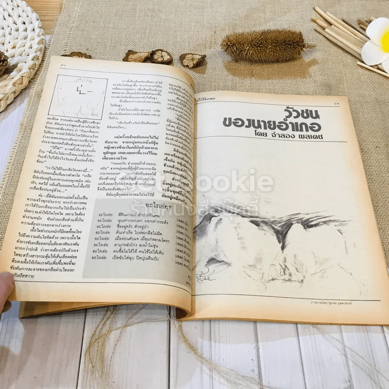 ฟ้าเมืองทอง ฉบับที่ 85 เม.ย.2526 รูปที่ 17