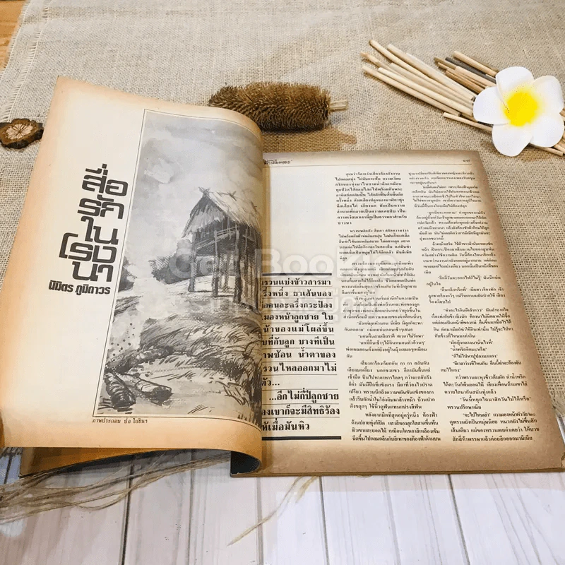 ฟ้าเมืองทอง ฉบับที่ 102 ก.ย.2527 รูปที่ 12