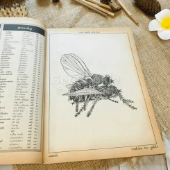 ฟ้าเมืองทอง ฉบับที่ 69 ธ.ค.2524 รูปที่ 8