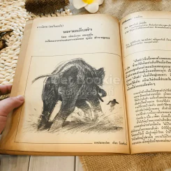 ฟ้าเมืองทอง ฉบับที่ 14 พ.ค.2520 รูปที่ 33