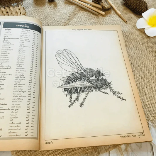 ฟ้าเมืองทอง ฉบับที่ 69 ธ.ค.2524 รูปที่ 8