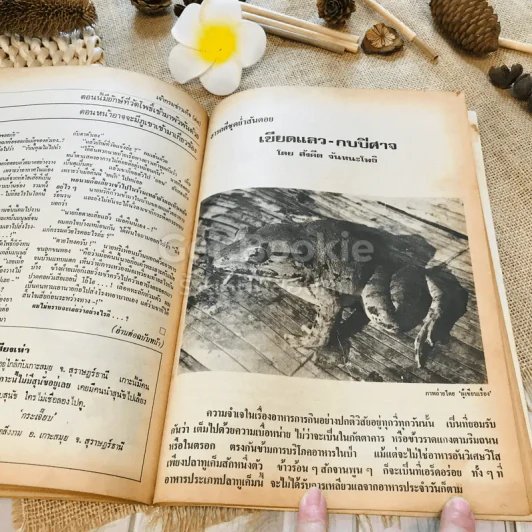 ฟ้าเมืองทอง ฉบับที่ 25 เม.ย.2521 รูปที่ 33