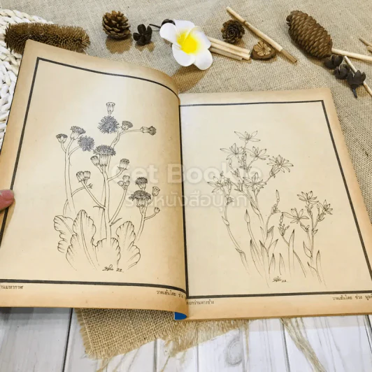 ฟ้าเมืองทอง ฉบับที่ 36 มี.ค.2522 รูปที่ 9