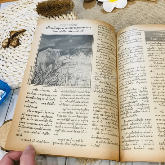 ฟ้าเมืองทอง ฉบับที่ 72 มี.ค.2525 รูปที่ 21