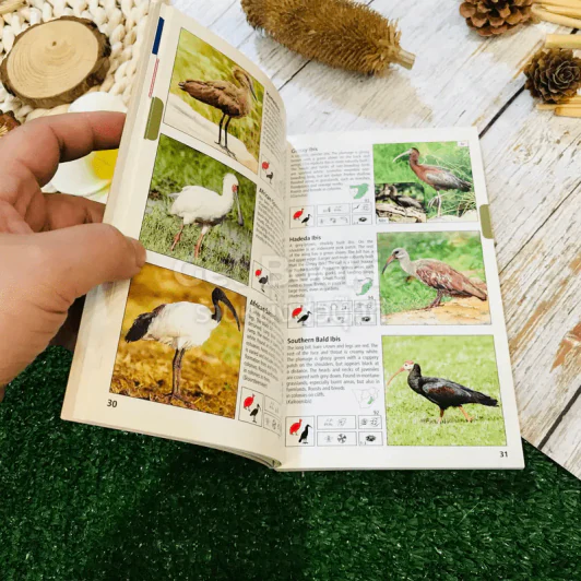 Pocket Guide to Birds of Southern Africa รูปที่ 9