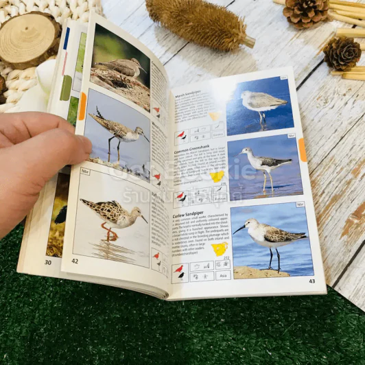 Pocket Guide to Birds of Southern Africa รูปที่ 10