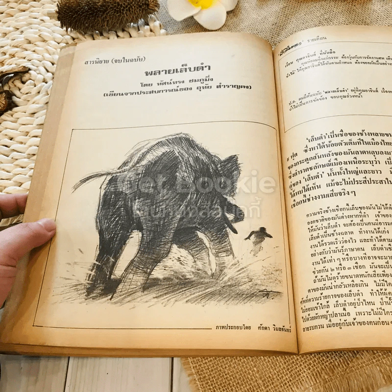 ฟ้าเมืองทอง ฉบับที่ 14 พ.ค.2520 รูปที่ 33