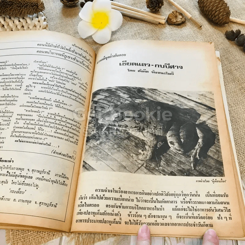 ฟ้าเมืองทอง ฉบับที่ 25 เม.ย.2521 รูปที่ 33