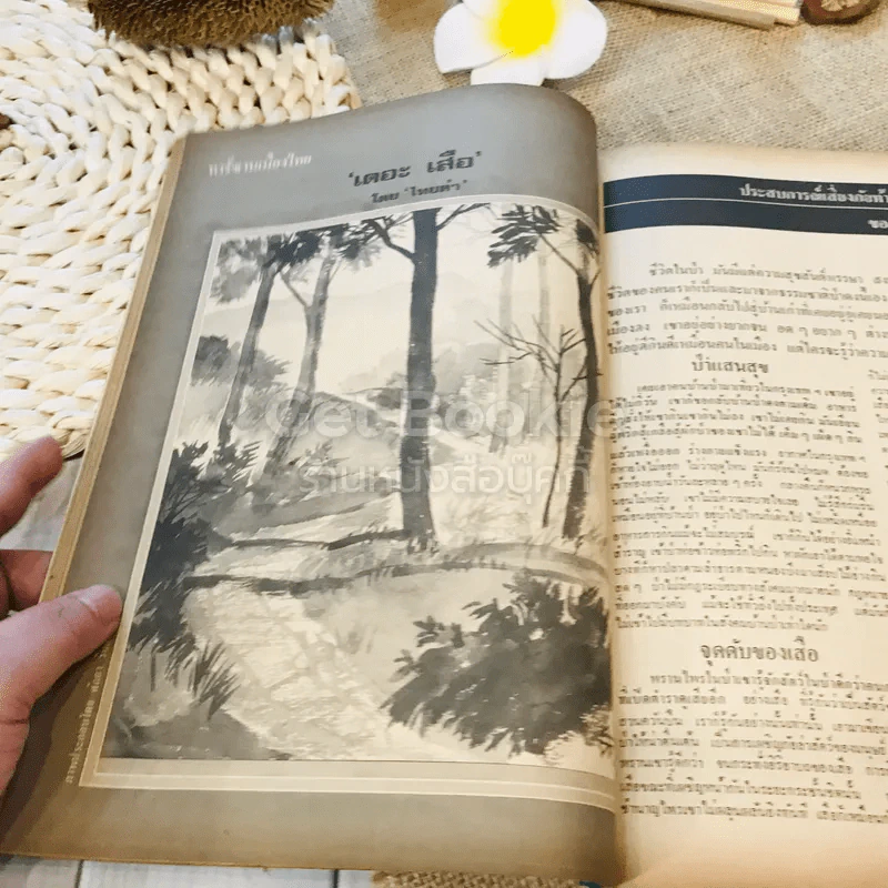 ฟ้าเมืองทอง ฉบับที่ 49 เม.ย.2523 รูปที่ 19