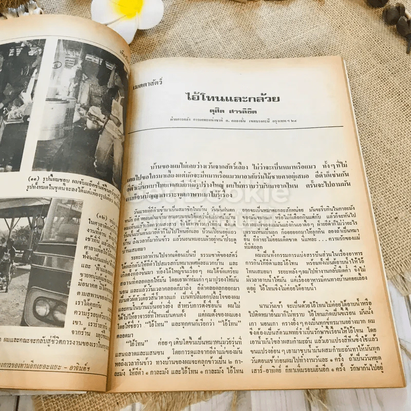 ฟ้าเมืองทอง ฉบับที่ 11 ก.พ.2520 รูปที่ 22