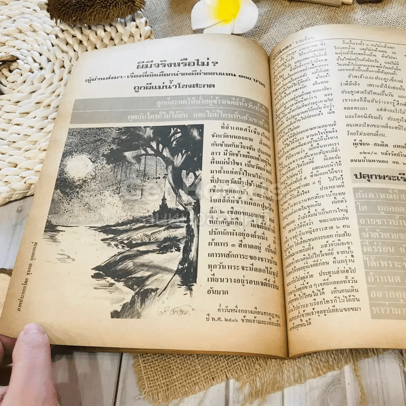 ฟ้าเมืองทอง ฉบับที่ 56 พ.ย.2523 รูปที่ 26