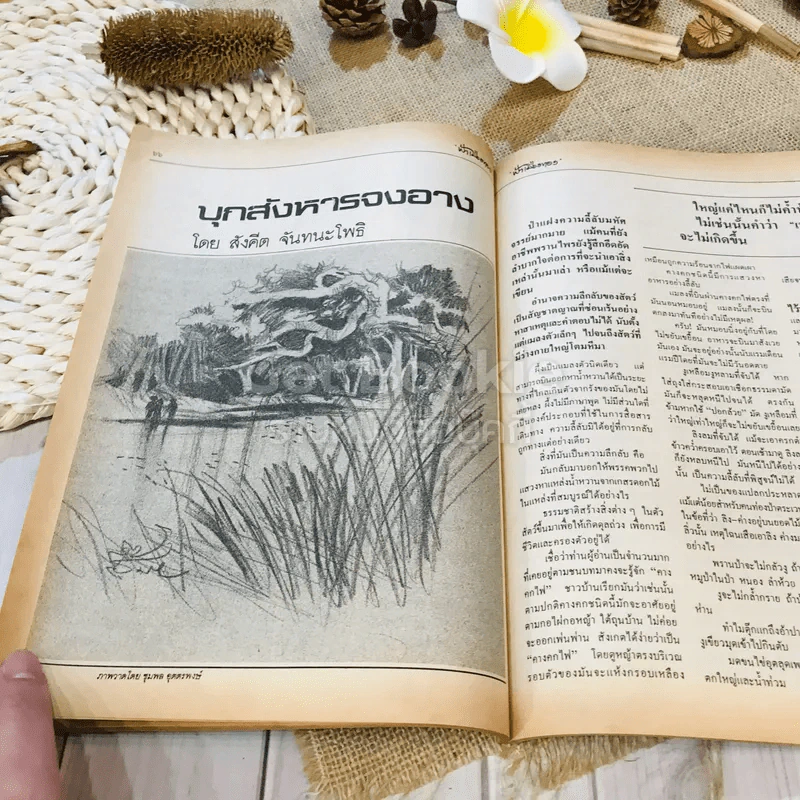 ฟ้าเมืองทอง พ.ย.2525 รูปที่ 20