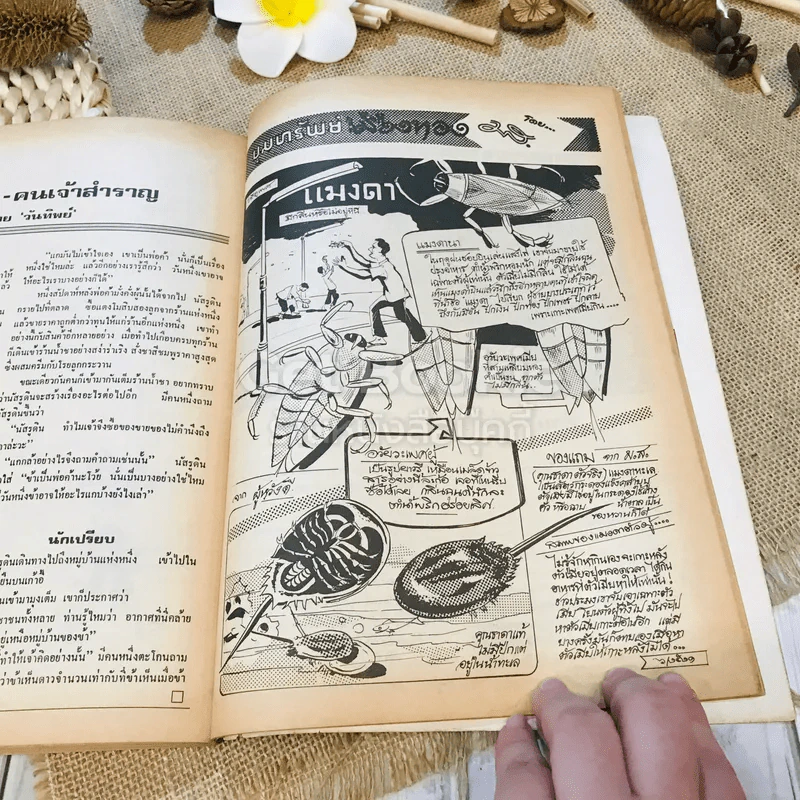 ฟ้าเมืองทอง ฉบับที่ 27 มิ.ย.2521 รูปที่ 33