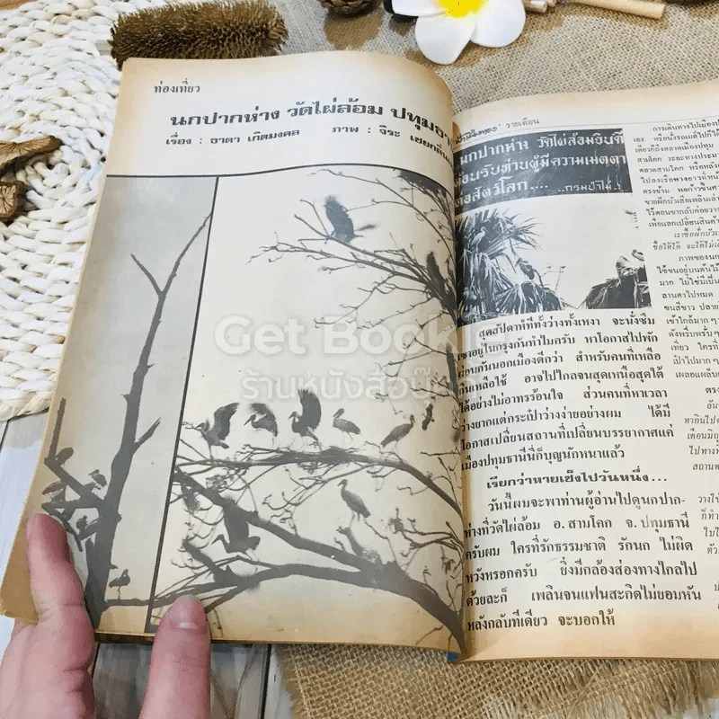 ฟ้าเมืองทอง ฉบับที่ 32 พ.ย.2521 รูปที่ 18