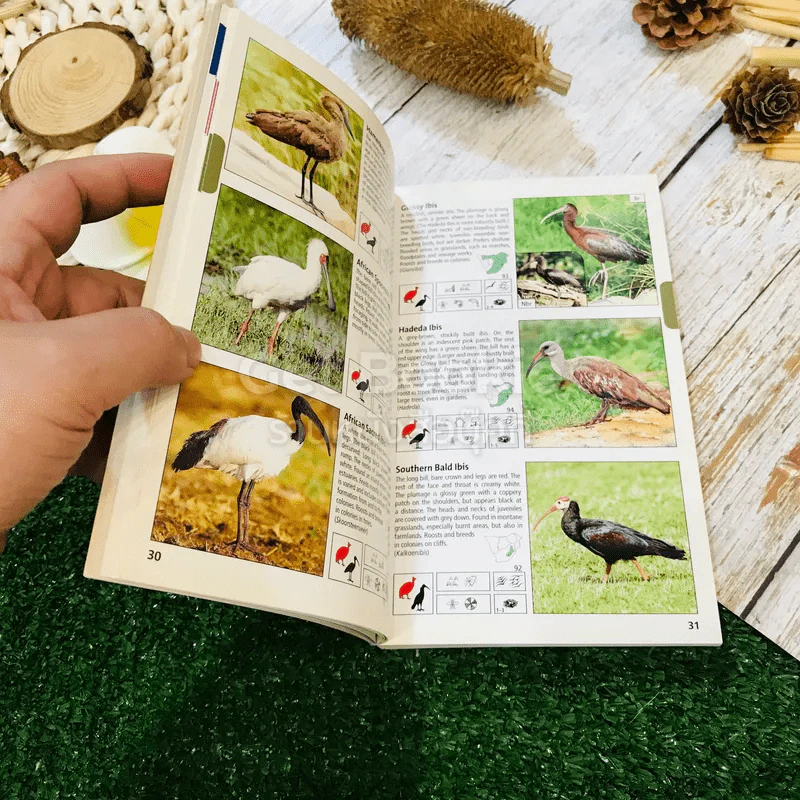 Pocket Guide to Birds of Southern Africa รูปที่ 9