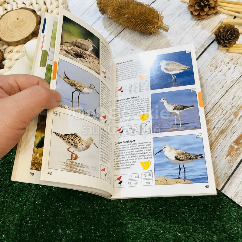 Pocket Guide to Birds of Southern Africa รูปที่ 10