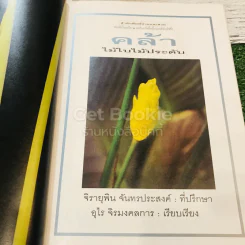 คล้า ไม้ใบไม้ประดับ รูปที่ 5