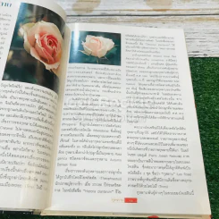 กุหลาบ ราชินีดอกไม้ รูปที่ 13