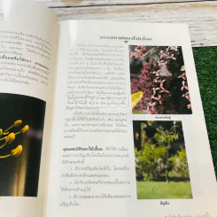 ไม้เลื้อยประดับ รูปที่ 10