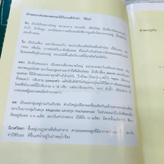 แมกโนเลียเมืองไทย Thai Magnoliaceae รูปที่ 13