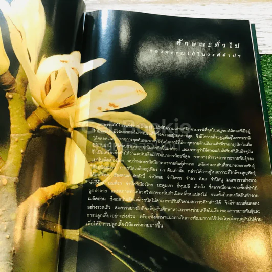 แมกโนเลียเมืองไทย Thai Magnoliaceae รูปที่ 12