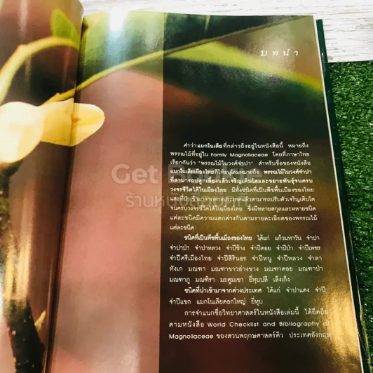 แมกโนเลียเมืองไทย Thai Magnoliaceae รูปที่ 11